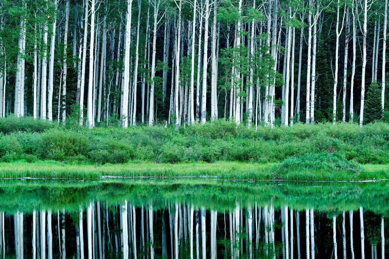 Willow lake landscape with calm water reflections of aspen trees, fine art photography print by Clint Losee