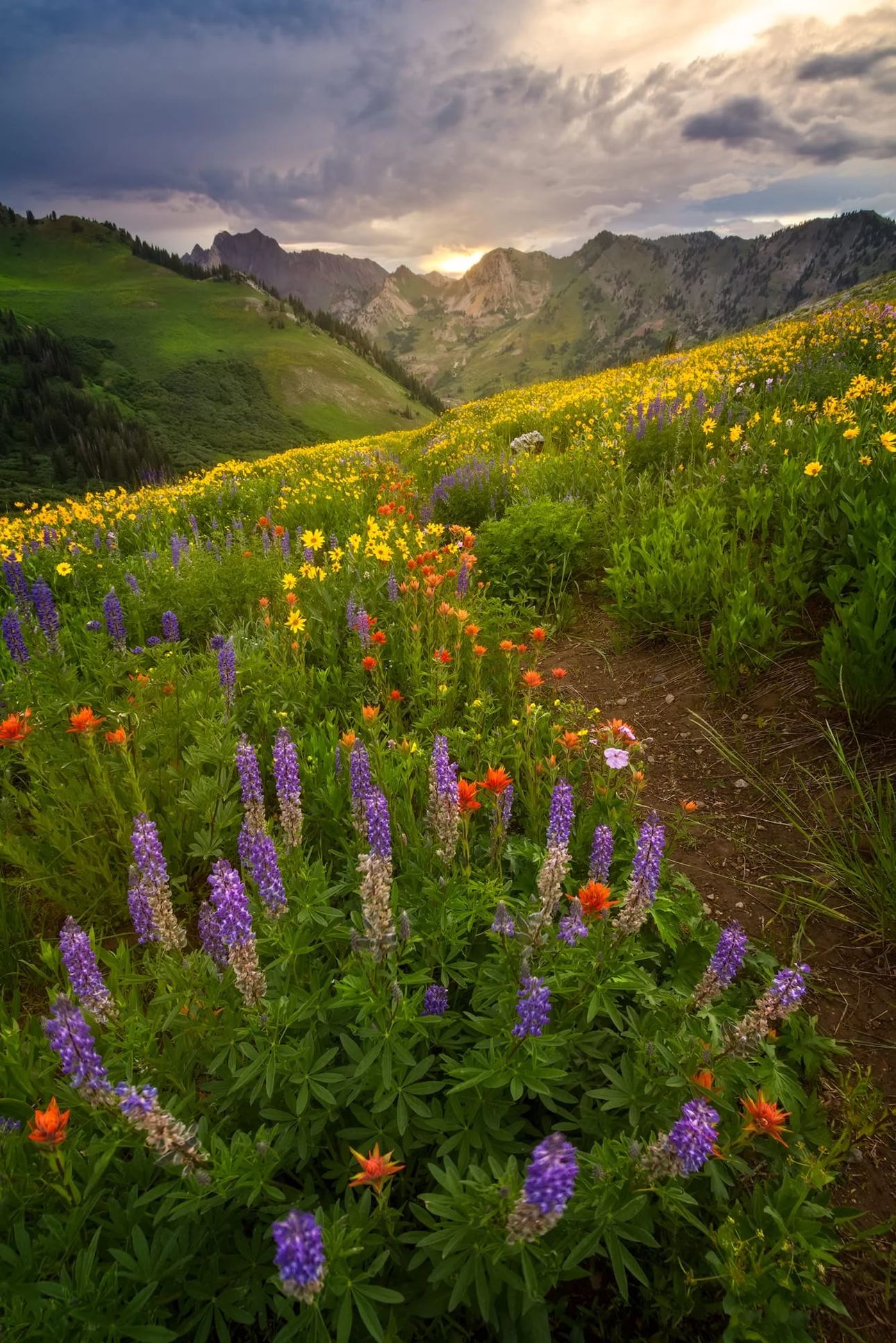 A beautiful wildflower photography print titled Better Days in Utah.