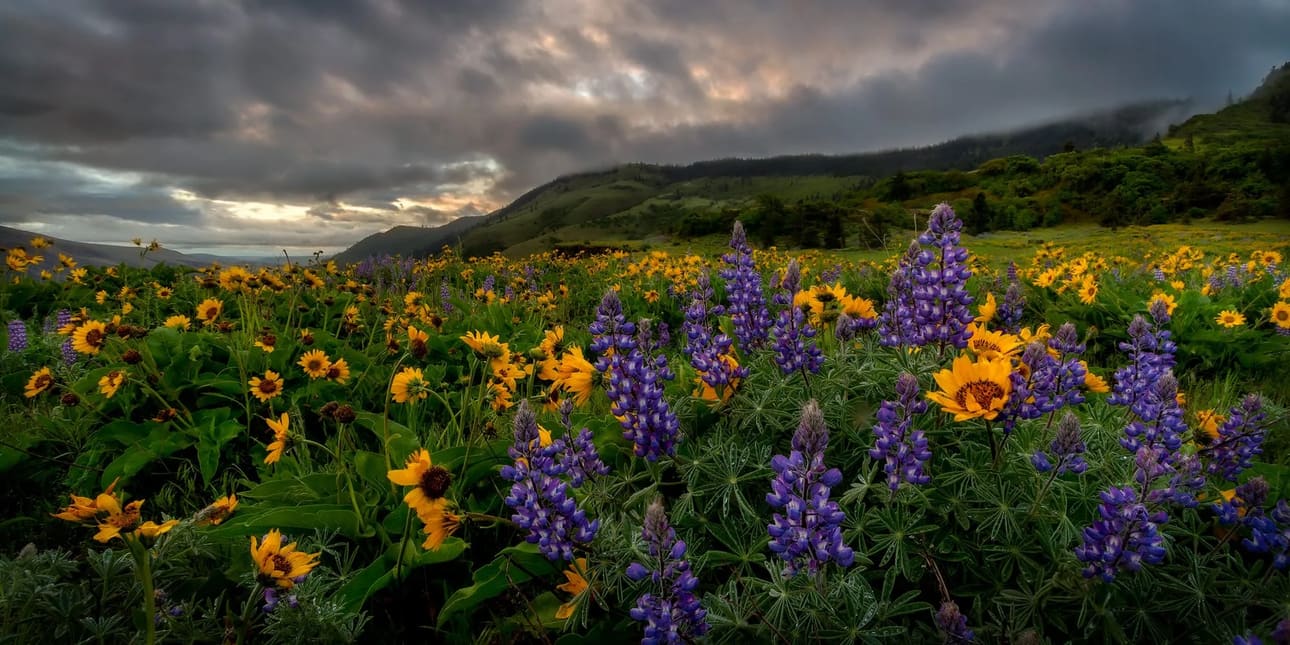 Columbia River Gorge Oregon landscape at sunrise with warm morning light across the horizon, fine art photography print by Clint Losee
