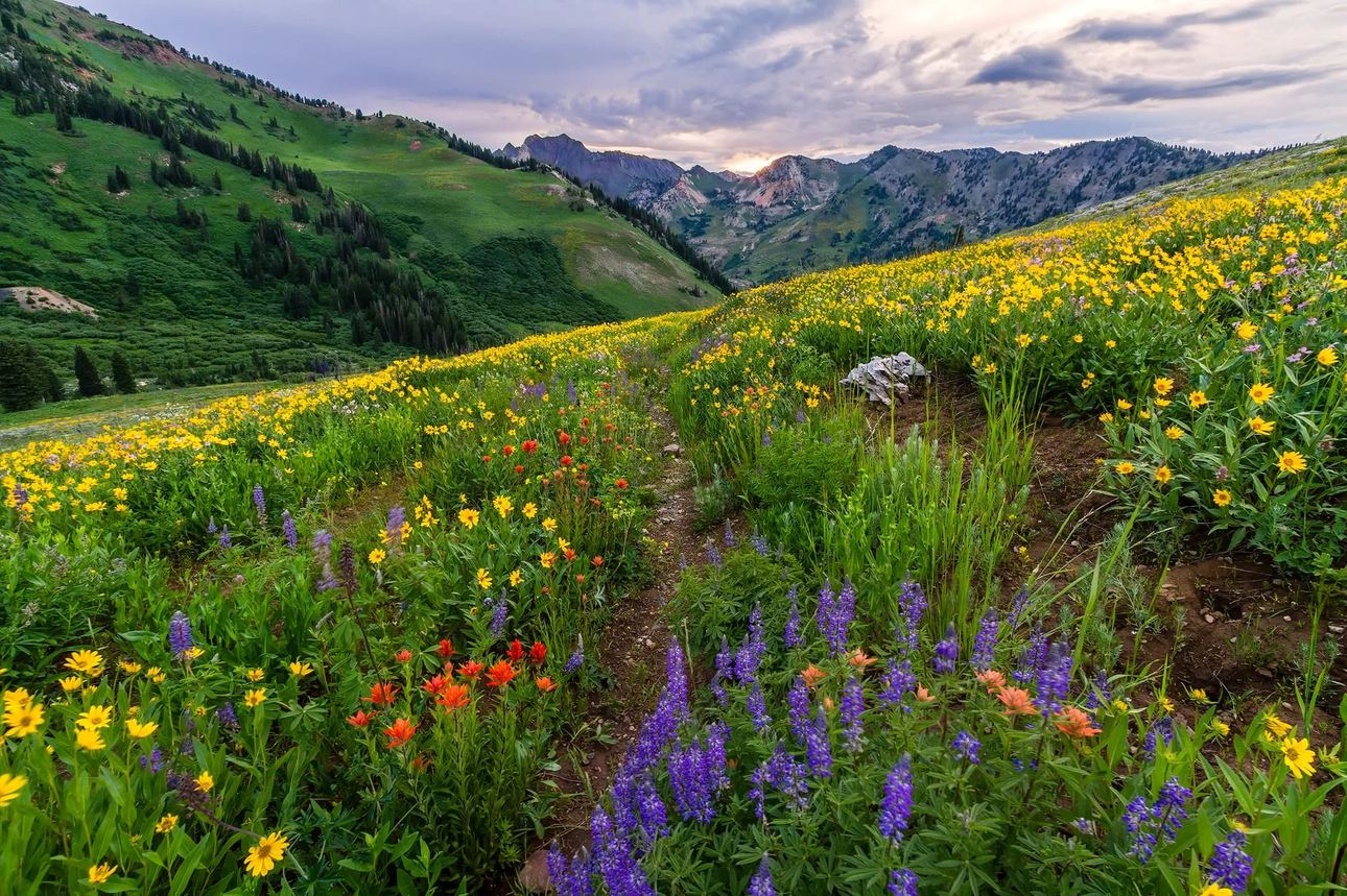 A beautiful valley of wildflowers in Utah's Wasatch Mountains during Summer bloom.