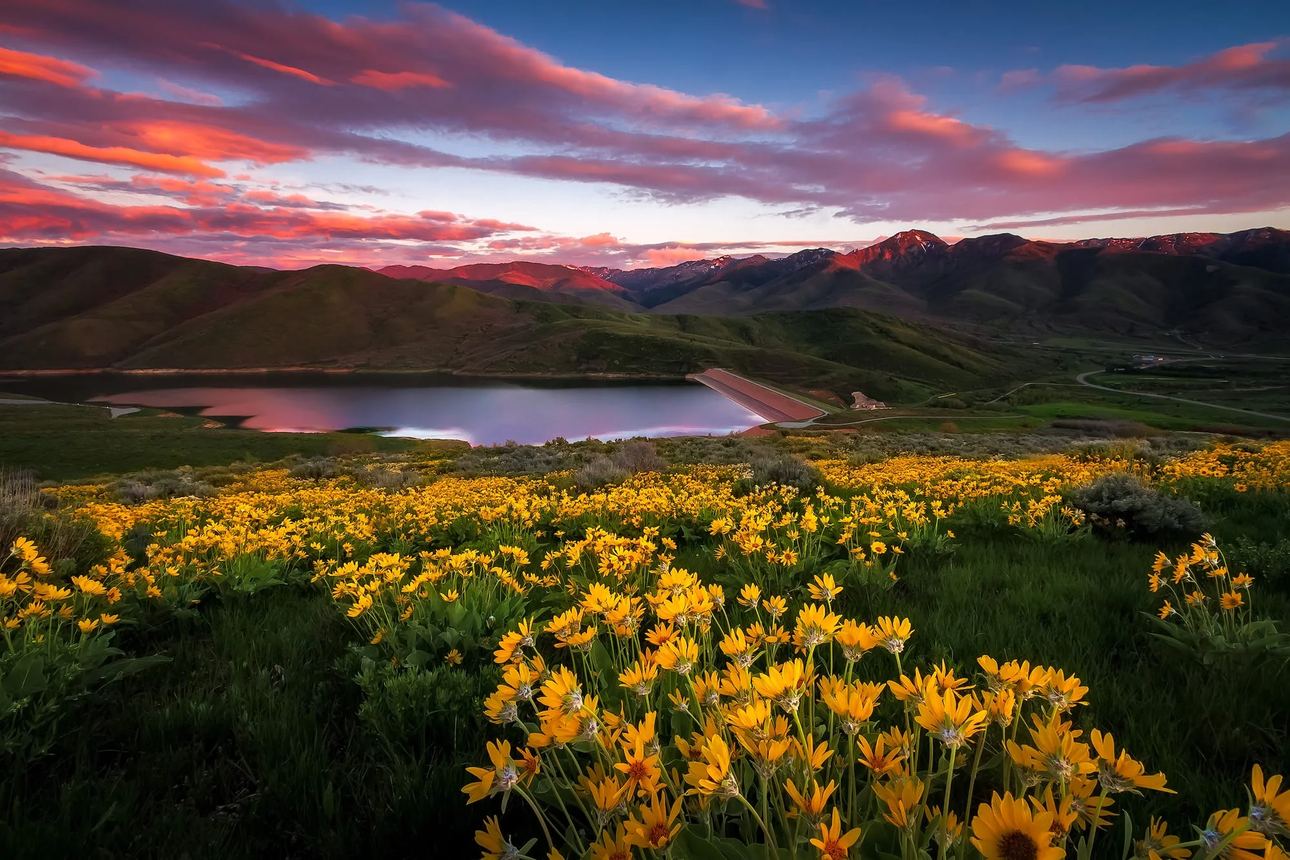 East Canyon Yellow Balsamroot Sunset – East Canyon, Utah