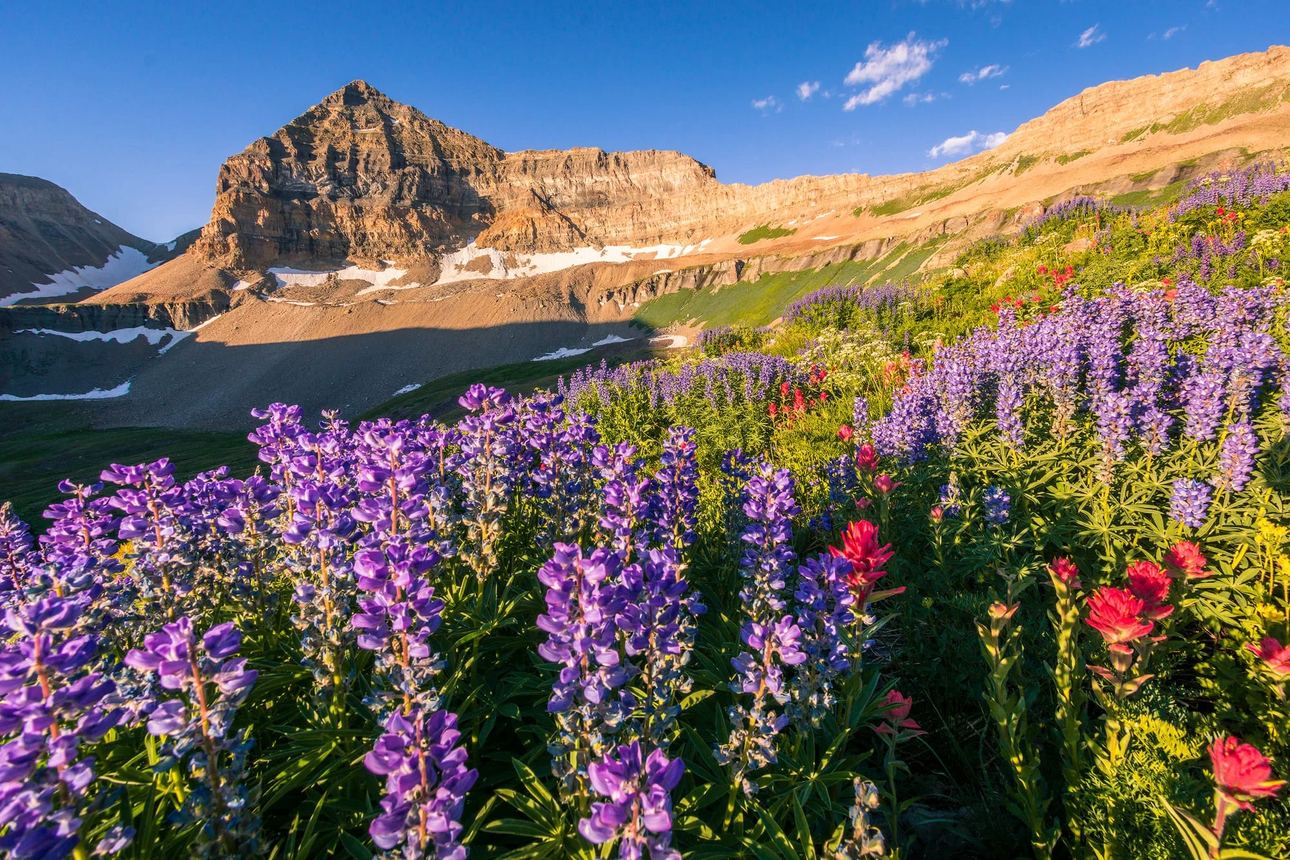 Utah landscape near Mount Timpanogos featuring summer wildflowers and fresh seasonal growth, fine art photography print by Clint Losee