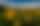 Yellow Balsamroot Wildflower Hillside – Utah Landscape, Utah