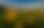 Yellow Balsamroot Wildflower Hillside – Utah Landscape, Utah