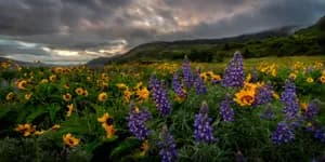 Columbia River Gorge Oregon landscape at sunrise with warm morning light across the horizon, fine art photography print by Clint Losee