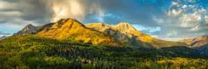 Vibrant canopy of golden-yellow aspen trees in the Utah mountains during peak autumn foliage.