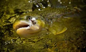 A beautiful fly fishing photography print titled Caught of a brown trout.