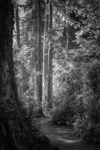 Black and white fine art photograph of a narrow forest trail winding between towering old-growth trees with dappled light filtering through the canopy.