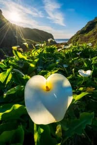 California coastal landscape with soft light and calla lillies, fine art photography print by Clint Losee