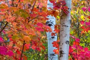 A beautiful fine art photography print of Utah Fall Colors in Big Mountain Pass.