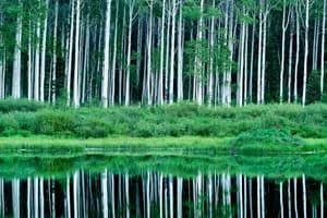 Willow lake landscape with calm water reflections of aspen trees, fine art photography print by Clint Losee