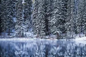 Winter Walkway Fine Art Nature Photography