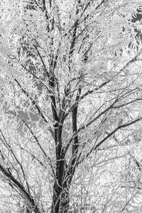 Black and white photo of a tree covered in frost and ice branches during winter.