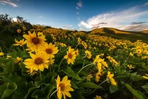 Yellow Balsamroot Wildflower Hillside – Utah Landscape, Utah