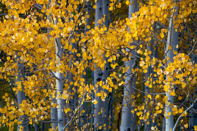 Nature – Clint Losee Photography