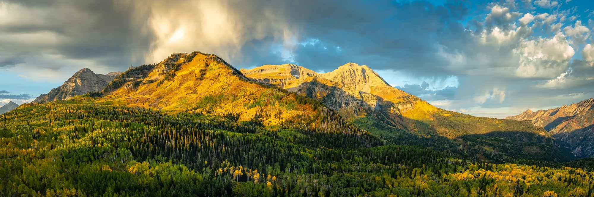 Vibrant canopy of golden-yellow aspen trees in the Utah mountains during peak autumn foliage.