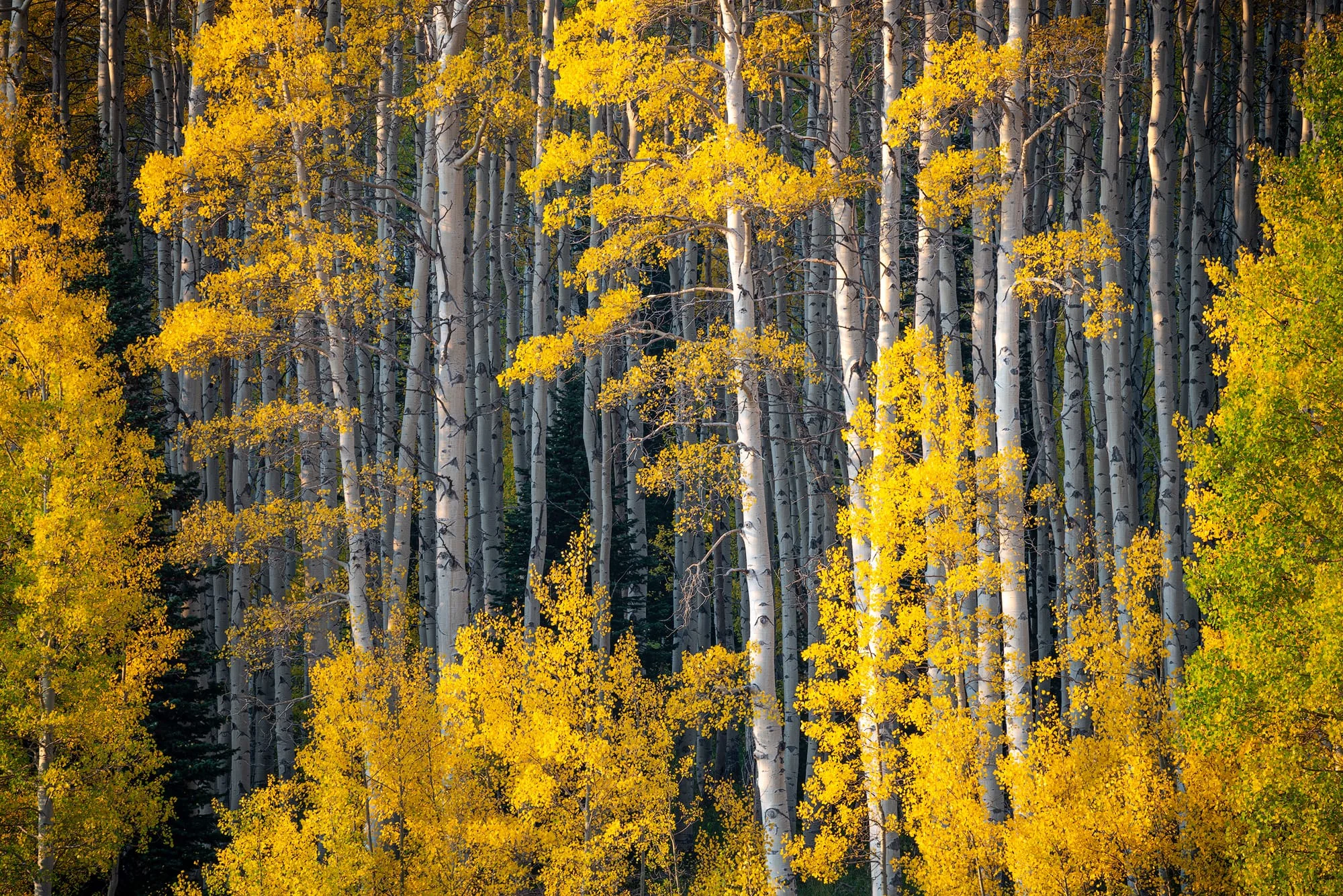 A dense forest of white-barked aspen trees with vibrant golden yellow autumn foliage in the Utah mountains during peak fall color.