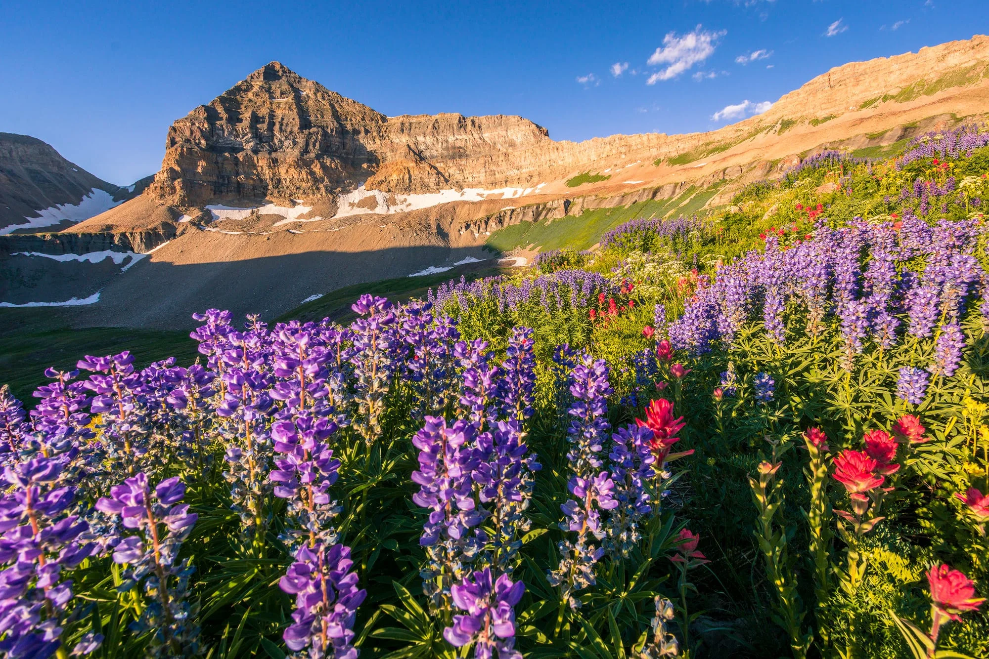 Utah landscape near Mount Timpanogos featuring summer wildflowers and fresh seasonal growth, fine art photography print by Clint Losee