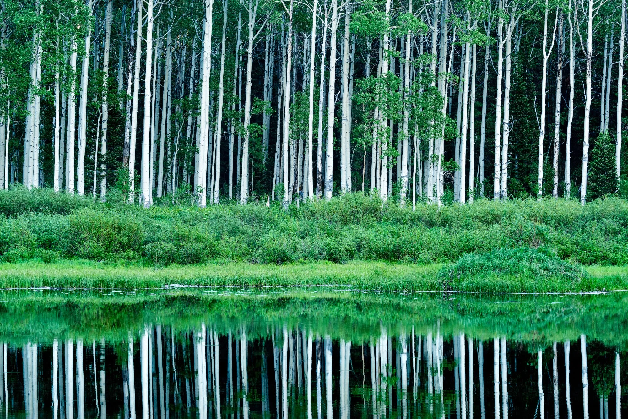 Willow lake landscape with calm water reflections of aspen trees, fine art photography print by Clint Losee