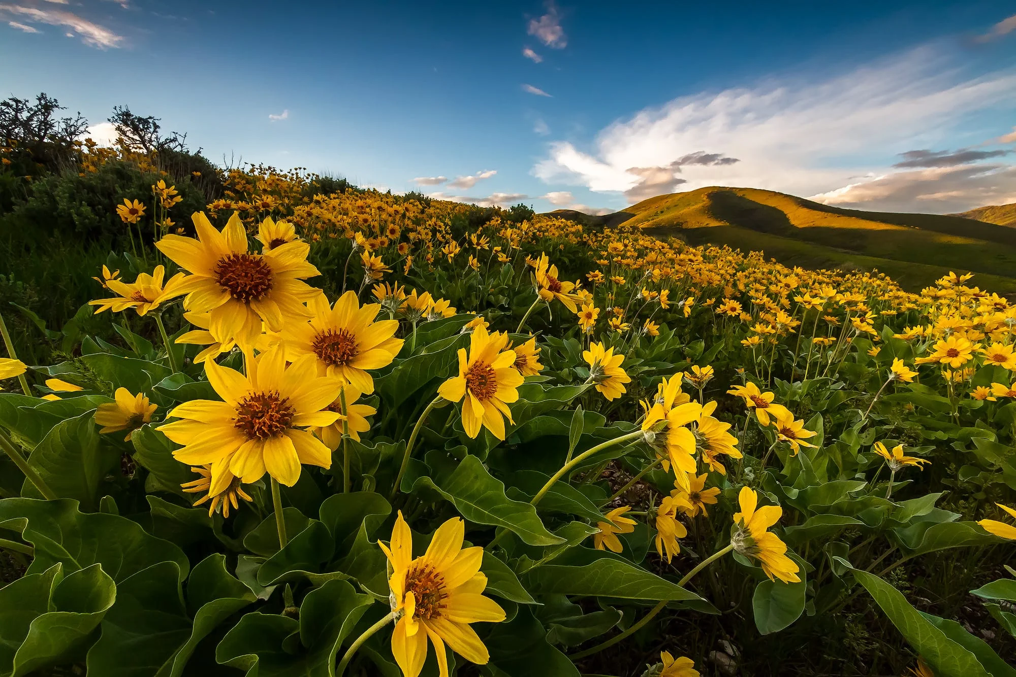 Yellow Balsamroot Wildflower Hillside – Utah Landscape, Utah