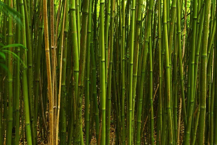 Hana Bamboo Forest - Maui Hawaii - Nature Photography