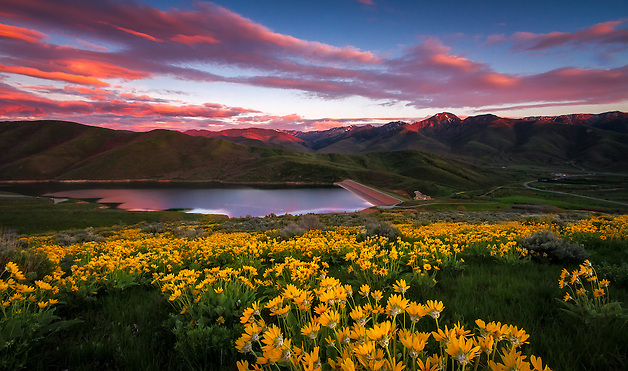 A blanketed hillside of yellow balsomroot, aka mule ear, wildflowers at sunset in East Canyon of the Wasatch Mountains near Salt Lake City, Utah.  Wildflowers in Spring provide a great landscape photography subject. (Clint Losee)