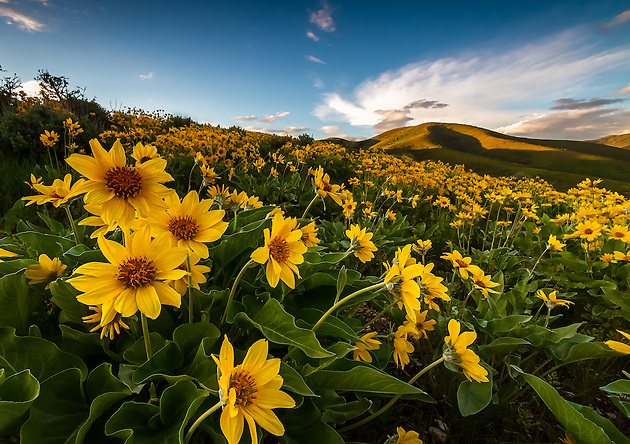 A blanket of yellow balsomroot wildflowers cover the hillside in East Canyon of the Wasatch Mountains near Salt Lake City, Utah. (Clint Losee)