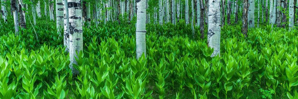 Forest of Life - Utah Panoramic Nature Photography