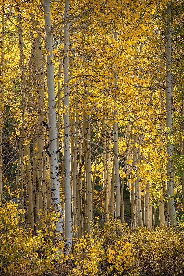 Autumn Gold - Nature Photography