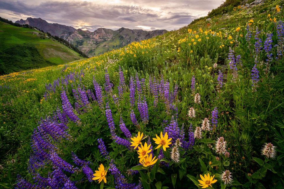 Blooming Hills - Utah Landscape Photography