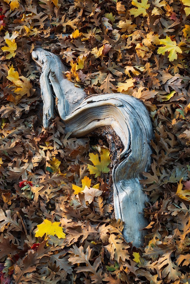 Remnants - Luxury Fine Art Nature Photography