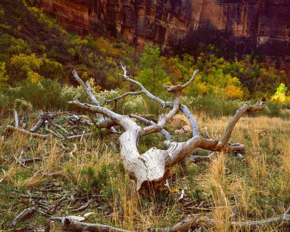 Zion Large Format Landscape Photography-2 - Clint Losee