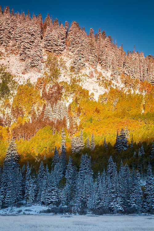 Fall colors of the aspen trees near Silver Lake atop Big Cottonwood canyon in Utah.  A recent snowstorm left a splash of snow to surround the colored trees. (Clint Losee)