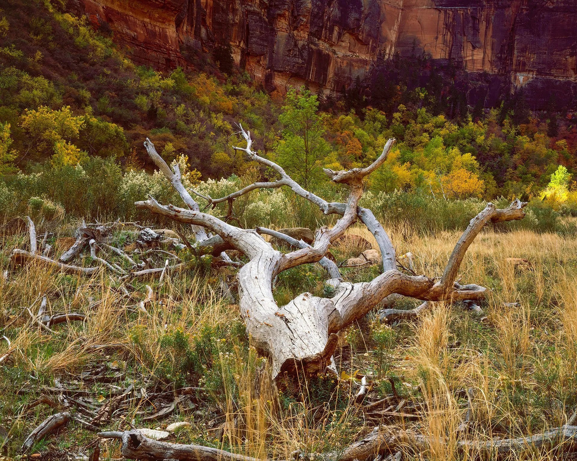 Large Format Film Landscape Photography Journey in Zion National Park
