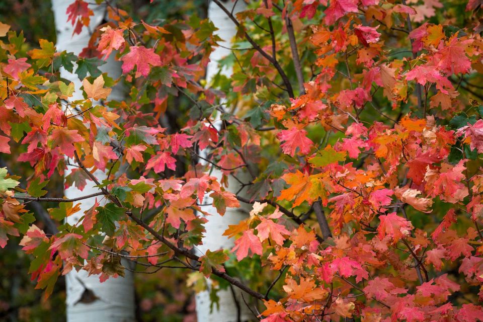 Fall Begins - Utah Nature Photography