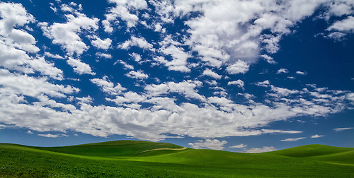 The rolling hills of the Palouse in Southeastern Washington on a warm late Spring day with a bright blue, cloud-filled sky. (Clint Losee)