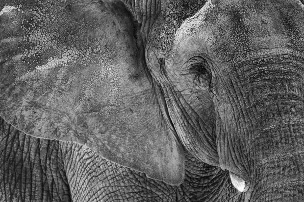 African Elephant Monochrome - Wildlife Photography