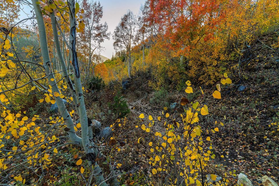 Canyon of Gold - Utah Landscape Photography