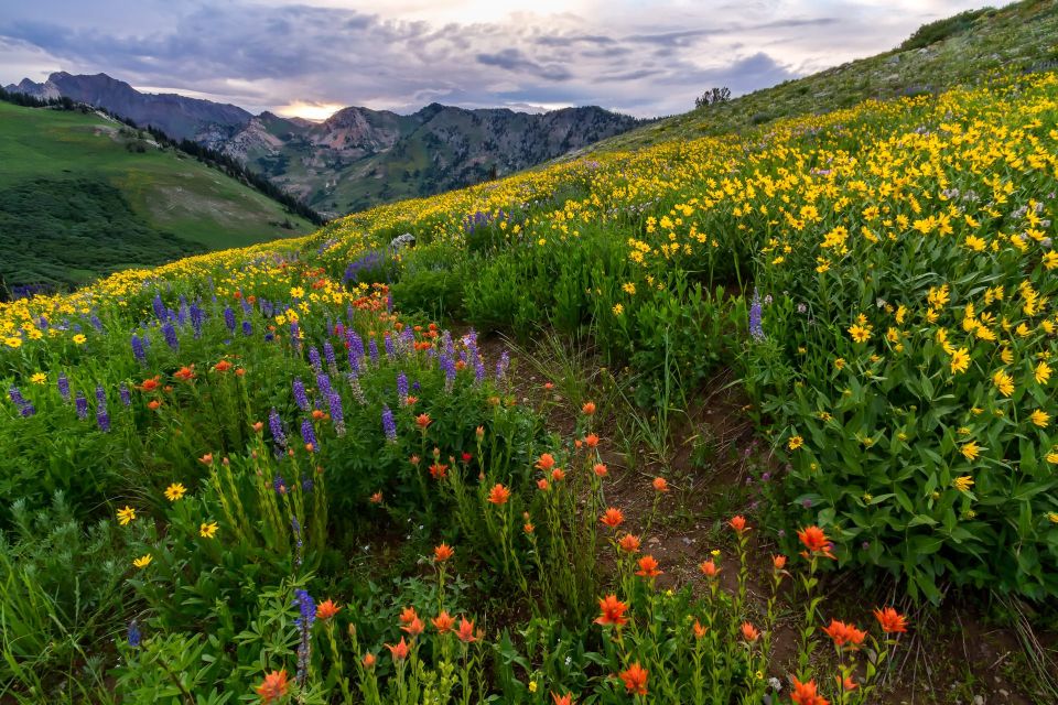 Wild Beauty - Landscape Photography
