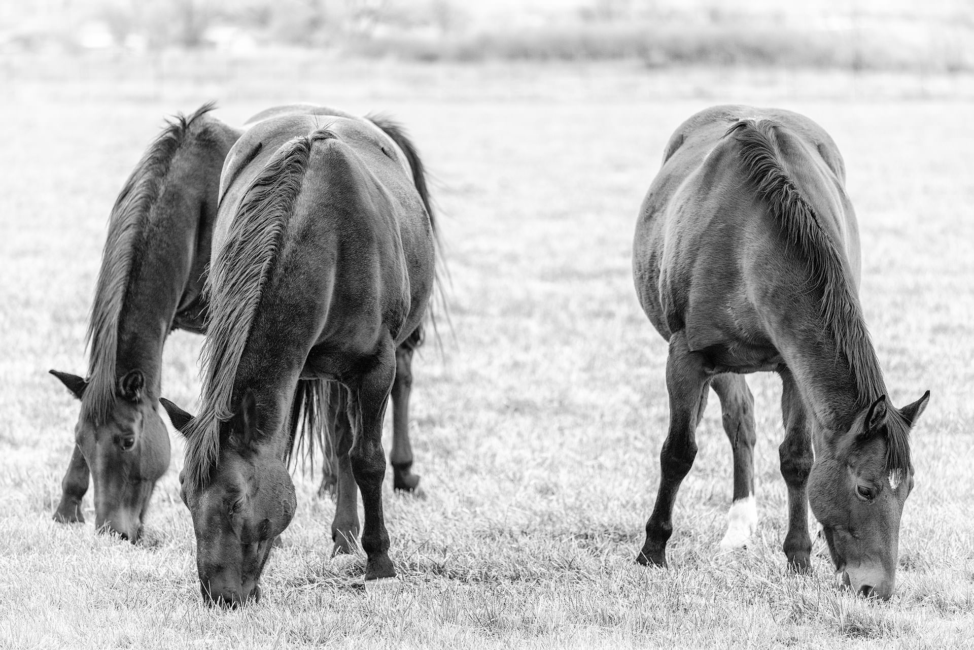 Brothers - Horse Photography