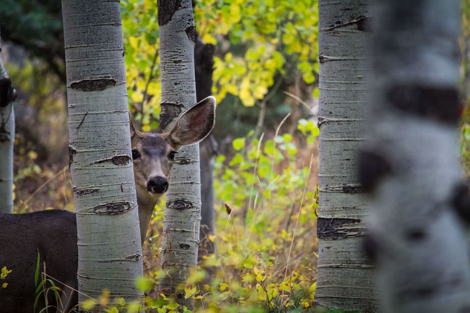 Can You See Me - Utah Wildlife Photography