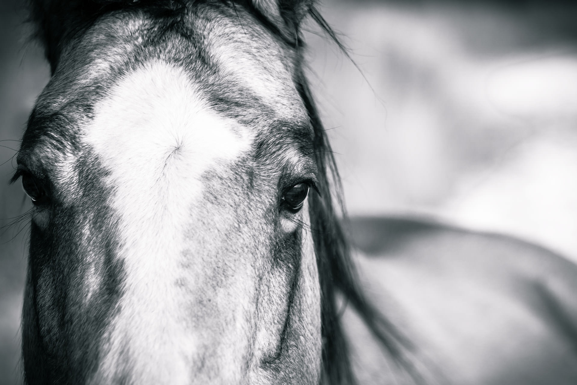 Into My Eyes Monochrome-Horse Photography