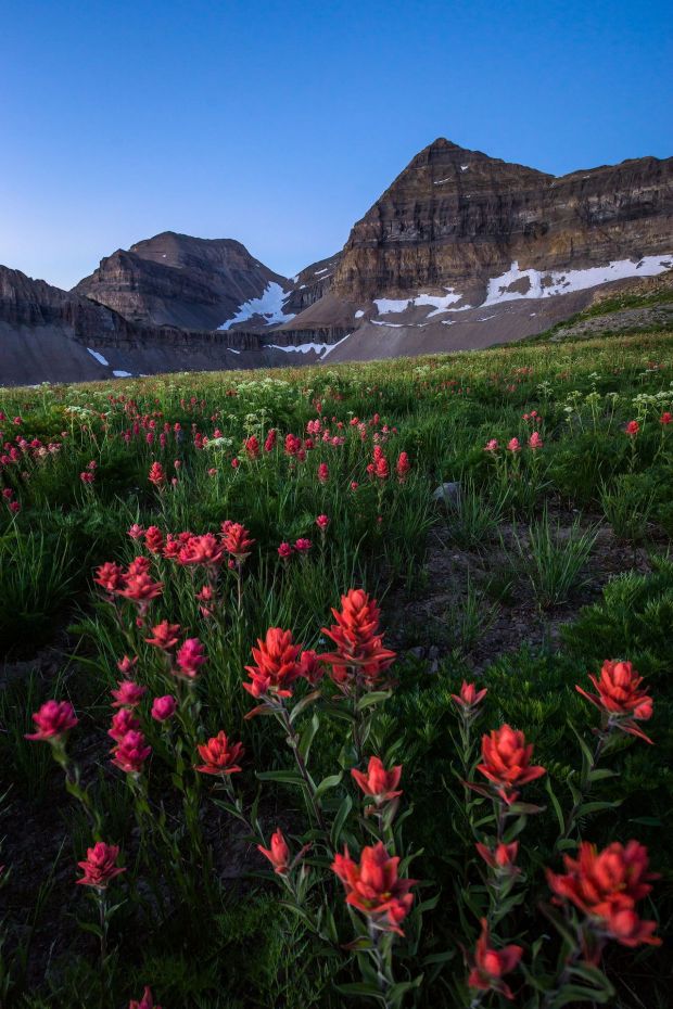 Mt. Timpanogos Paintbrush - Utah Landscape Photography