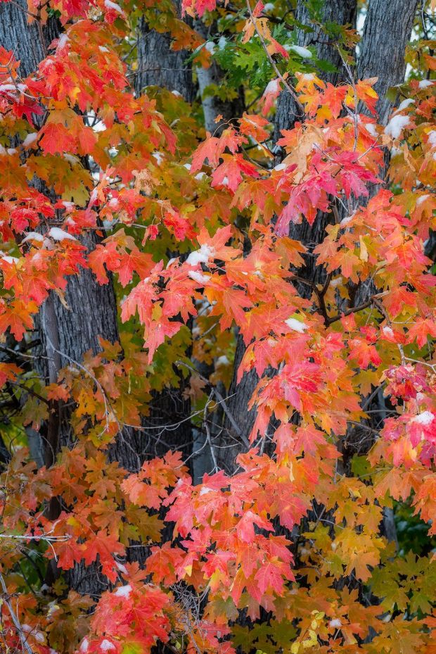 A Touch of Winter - Utah Fall Color Nature Photography