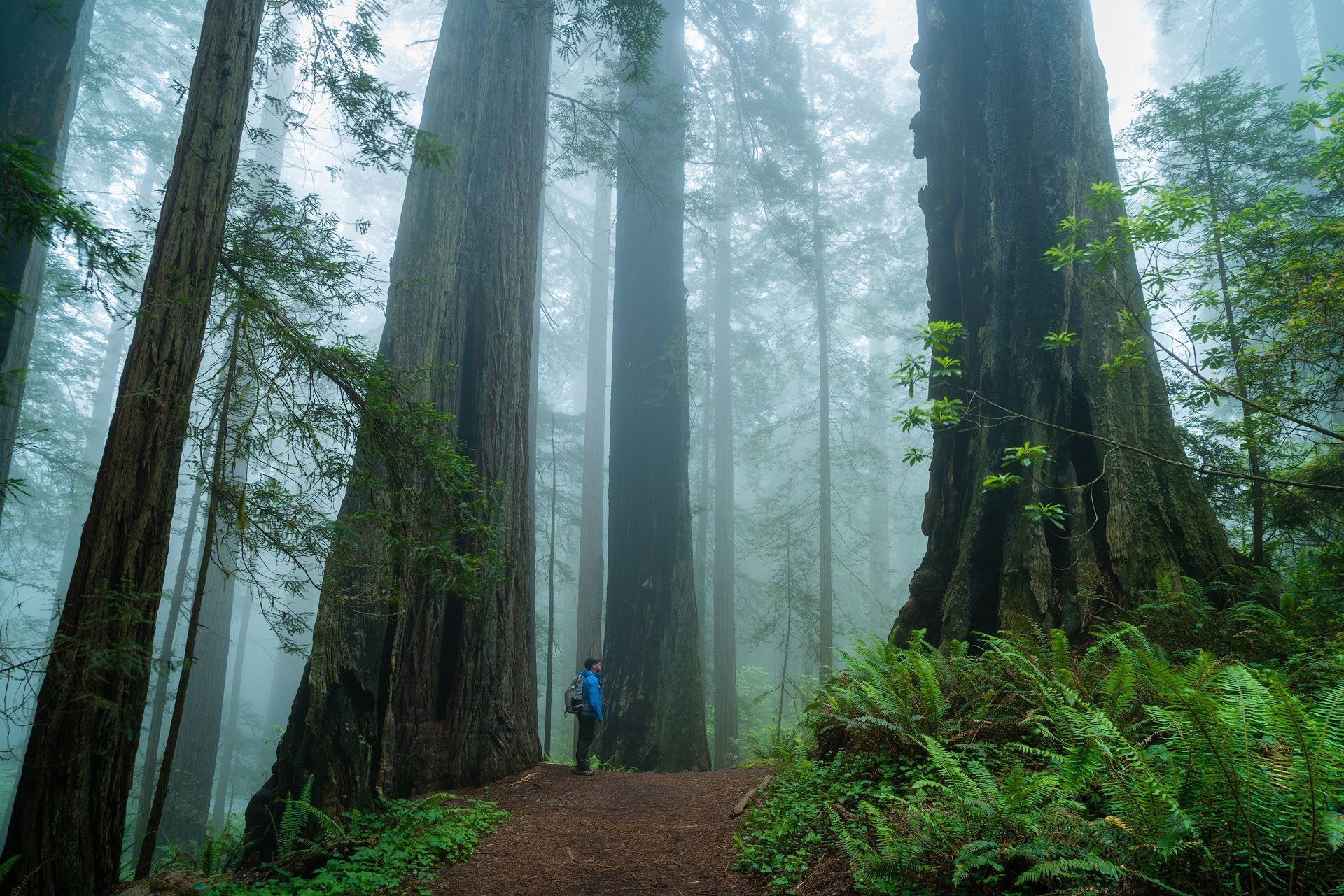 Among Giants - Nature Travel Photography