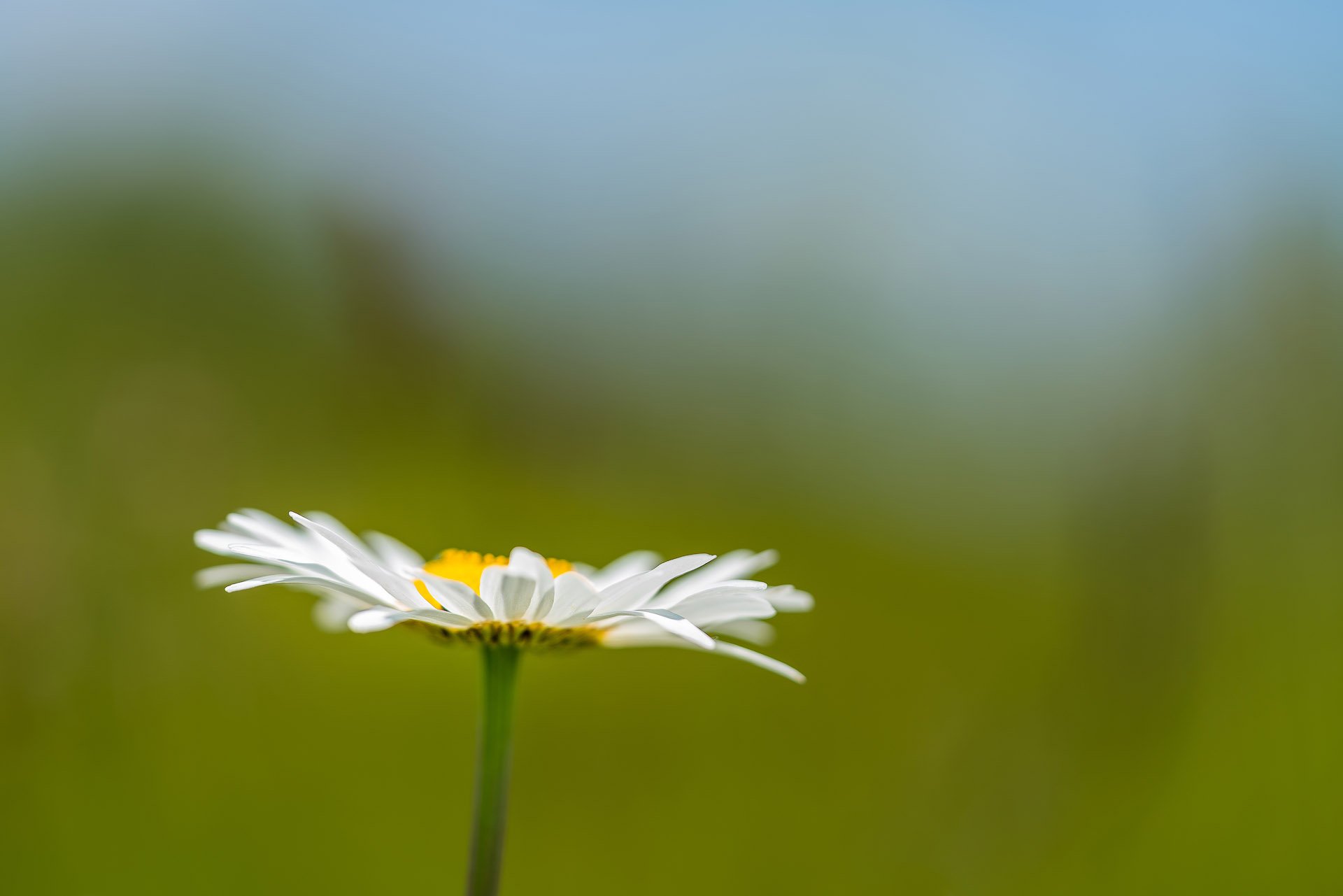 Forgotten Yesterdays - Wildflower Nature Photography
