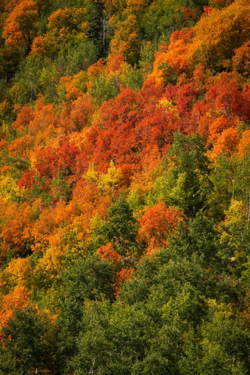 Utah Fall Colors