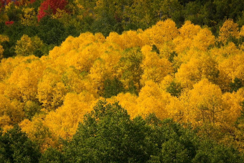 Wasatch Front Utah Fall Colors